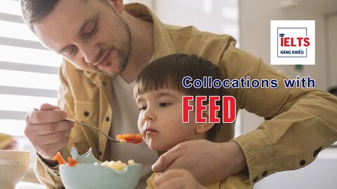 Collocations with Feed: Những cách kết hợp với “feed” giúp bạn diễn đạt tự nhiên và linh hoạt hơn