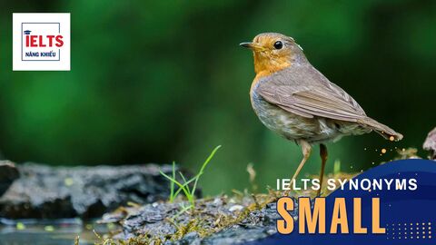 Small là gì? Cách sử dụng Small và các từ đồng nghĩa trong tiếng Anh và IELTS
